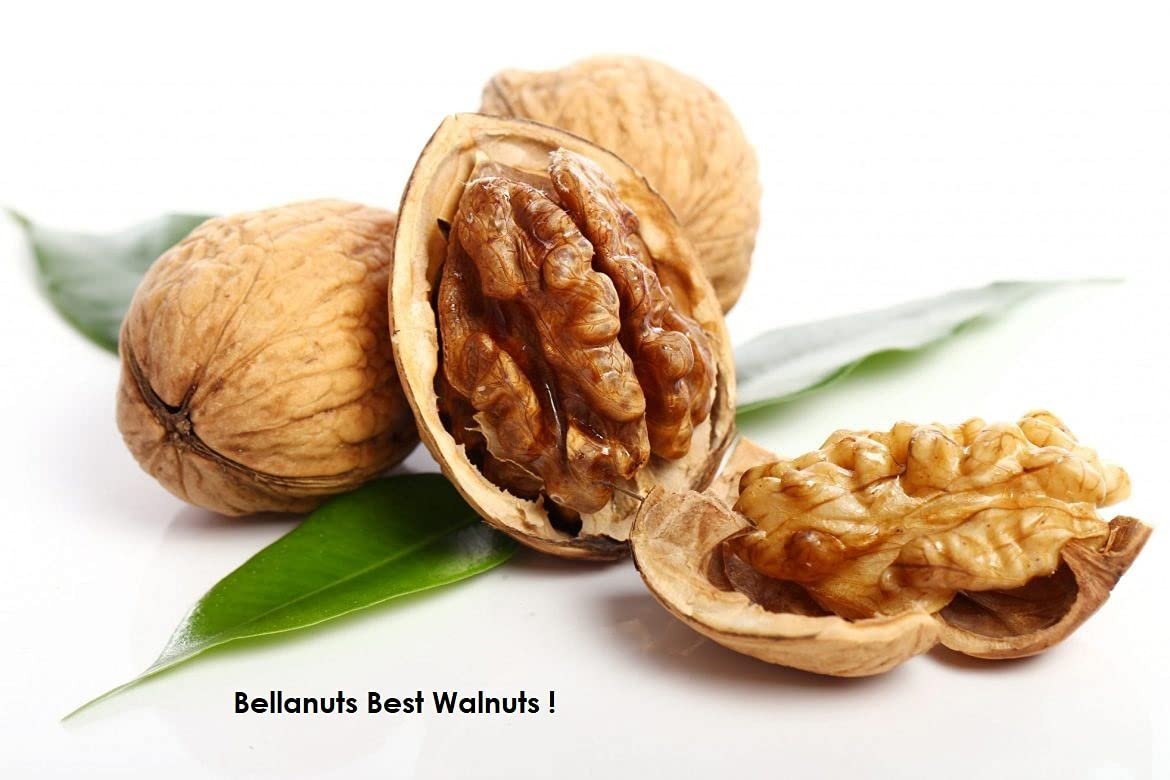 61Q-XG9pd1S._SL1170_